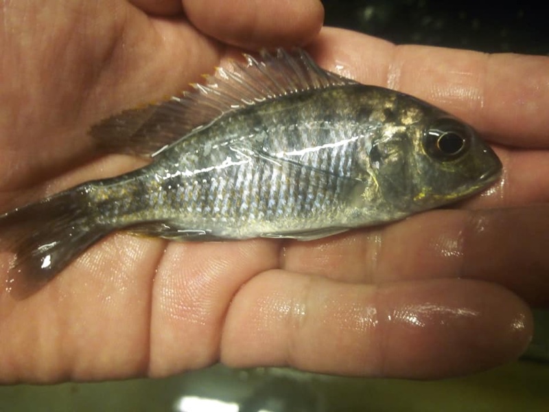 Protomelas sp. 'virgatus luwala' Luwala Reef